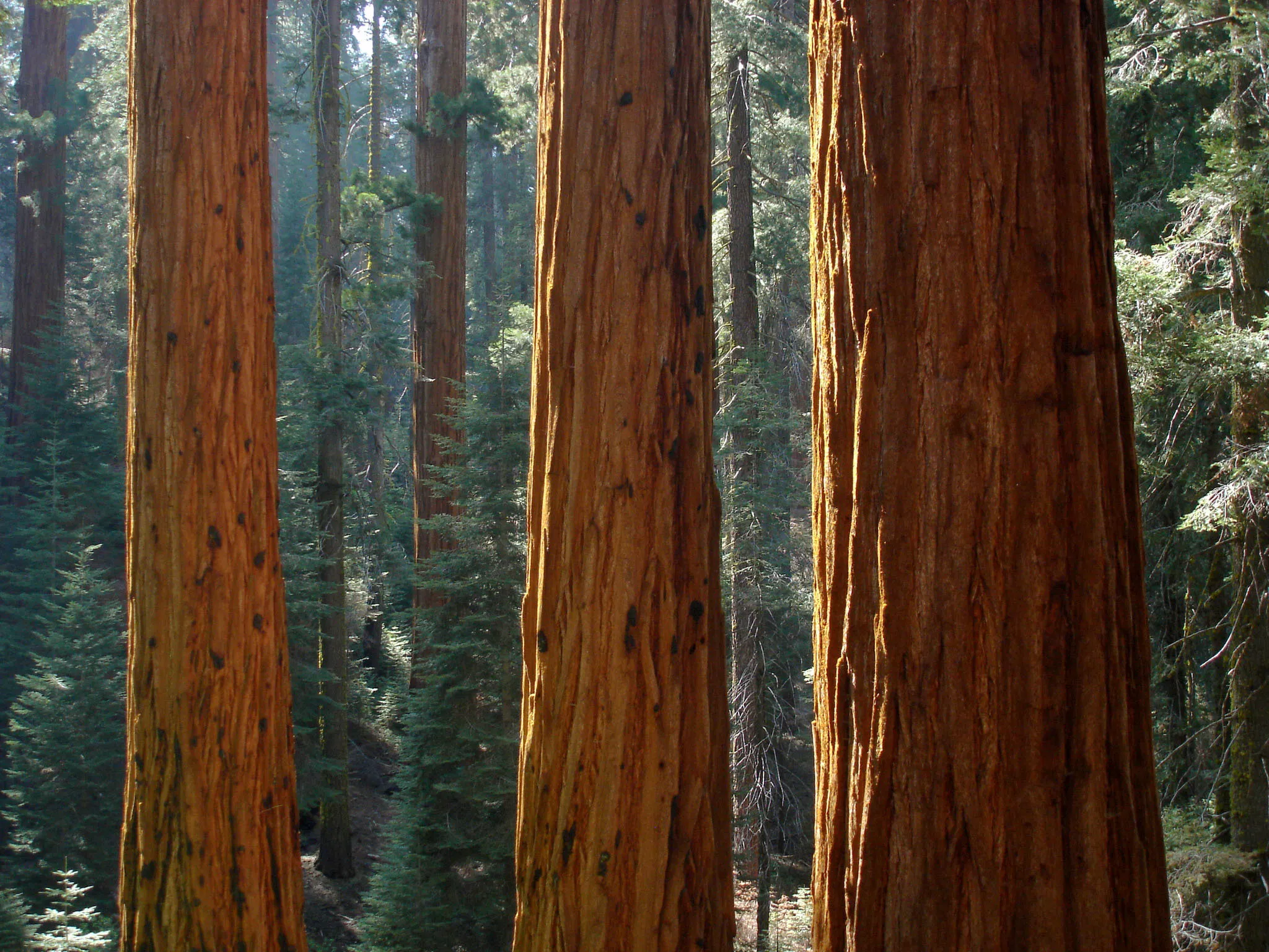 Three giant sequoia trunks, lit orange, in a dark forest.