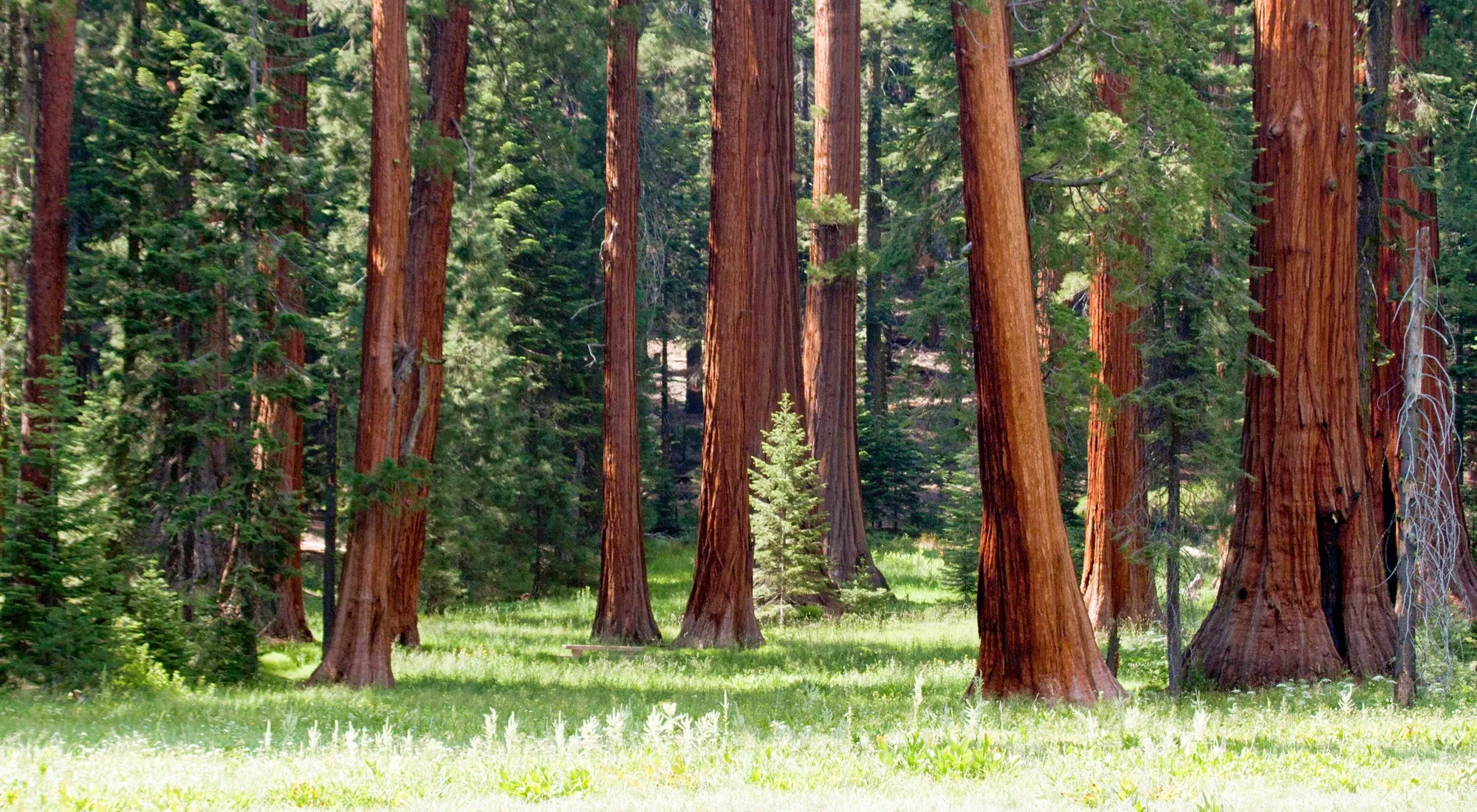 A grove of giant sequoias standing in a sunlit meadow.